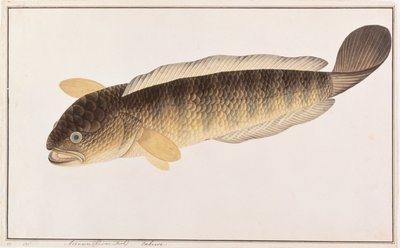 Pesce serpente comune, da Disegni di pesci di Malacca, c.1805-18 da Chinese School